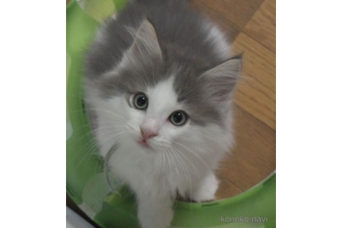 成約済の茨城県のノルウェージャンフォレストキャット-33499の2枚目